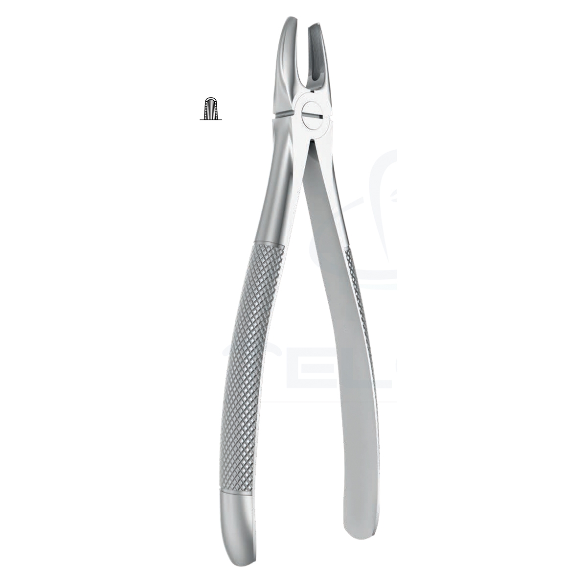 Extracting Forceps English Pattern